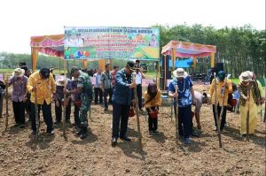 Jadikan Bungo Sentral Jagung, Bupati dan Dinas TPHBun Tanam Jagung Hibrida