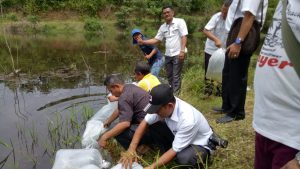Pemdes Sungai Abang Tabur 20 Ribu Bibit Ikan di Tebat Koto Jayo