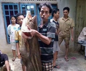 Puluhan Ikan Tapah Berukuran Jumbo, Muncul di Bungo