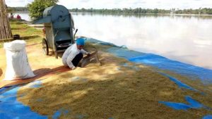 Akibat Banjir Tanaman Padi Warga Terancam Gagal Panen
