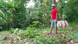 Harga Duku Anjlok, Pemilik Kebun Duku Mengeluh