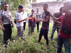 Polres Tebo Amankan Tanaman Ganja