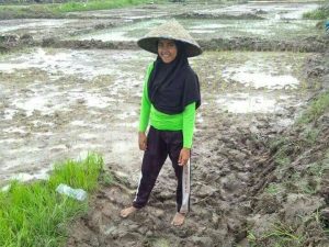 Warga Lubuk Benteng, Tanam Padi Perdana di Cetak Sawah Baru