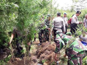 Tim Gabungan TNI-Polri Ungkap 1/2 Hektar Ladang Ganja