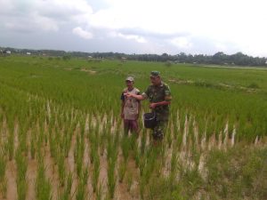 Percepat Pertumbuhan Padi, Babinsa Koramil 416-04/Pulau Temiang Batu Petani