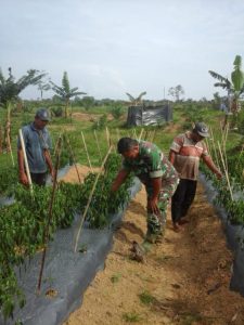 Pantau Tanaman Cabe, Babinsa Koramil 416-03/Sungai Bengkal Dampingi Petani