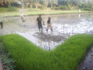 Babinsa Koramil 416-03/Sungai Bengkal Kaptu Mahfud Bantu Petani Tanam Padi
