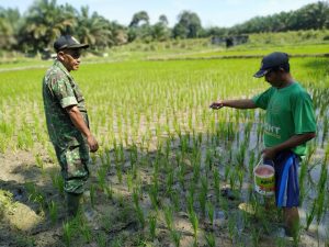 Babinsa Sertu Sugiarno Bersama Patani Pantau Pertumbuhan Padi