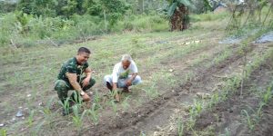 Babinsa Serda Salhutni, Beri Semangat Kepada Petani Jagung