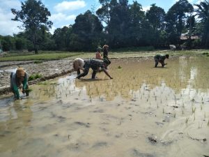 Babinsa Serda Andi Bantu Warga Tanam Padi