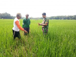Babinsa Koptu Gusti Cek Padi Warga Yang Terserang Hama