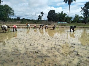 Berkubang Lumpur, Babinsa Koramil 416-01/Rantau Pandan Semangat Batu Petani