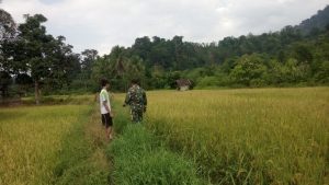 Babinsa Koramil 416-01/Rantau Pandan, Gelar Komsos dan Upsus di Wilayah Binaan