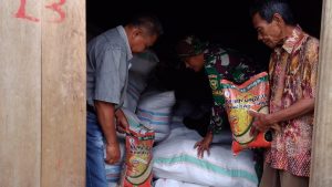 Dampingi PPL, Babinsa Koramil 415-05/Muara Tebo Distribusikan 1,5 Ton Binbit Padi