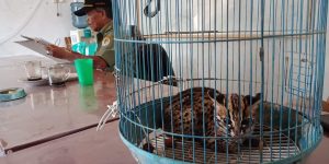 Warga Bungo Heboh, Dikira Anak Harimau Ternyata Kucing Hutan