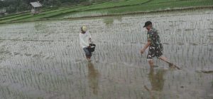 Pupuk Tanaman Padi, Babinsa Koramil 416-06/Muara Bungo Turun ke Sawah