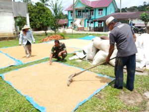 Babinsa Serda Teguh Bantu Jemur Padi Petani