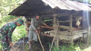 Satgas TMMD ke 104 Kodim 0417 /Kerinci Bersikan Kandang Ternak Warga