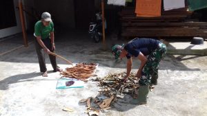Pratu Febri Satgas TMMD Bantu Warga Jemur dan Mengangkat Kulit Kayu Manis