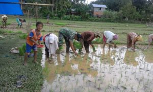 Babinsa 416-01/Rantau Pandan Membantu Warga Tanam Padi