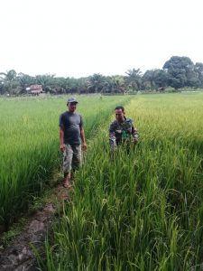 Babinsa Koramil 416-03/Sungai Bengkal Monitoring Padi Petani