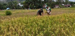 Babinsa Koramil 416-01/Rantau Pandan Bantu Panen Padi Warga