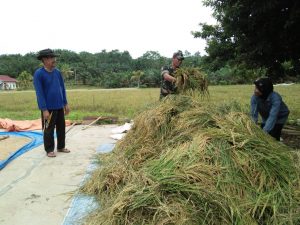 Tak Kenal Lelah, Babinsa Koramil 06/Muara Bungo Bantu Warga Panen Padi