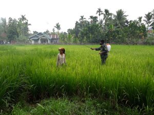 Babinsa Koramil 01/Rantau Pandan, Serda Andi Bantu Penyemprotan Hama Padi
