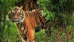 Ngeri.! Harimau Sumatera Muncul di Kebun Karet Warga