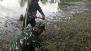 Babinsa Serda Muslim Bantu Petani Tanam Padi
