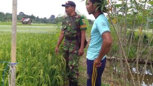 Sebelum Panen, Babinsa Serda Agus Monitoring Lahan Padi Warga