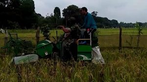 Babinsa Koramil 416-04/Pulau Temiang Bantu Petani Panen Padi