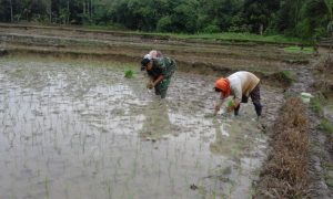 Babinsa Koramil 416-01/Rantau Pandan Tanam Padi Bersama Petani
