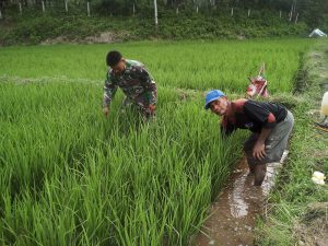Babinsa Koramil 03/Sungai Bengkal, Koptu Mahfud Rawat Padi Petani