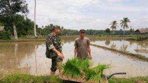 Babinsa Koramil 02/Tanah Tumbuh, Serda M Zen Bantu Tanam Padi Poktan Makmur