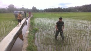 Babinsa Koramil 01/Rantau Pandan, Piawai Dalam Merawat Padi