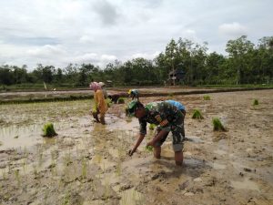 Babinsa Koramil 06/Muara Bungo Tanam Padi