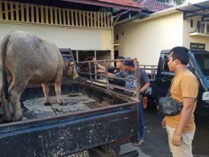 Curi Seekor Kerbau, Dua Warga Tebo Diringkus Polisi