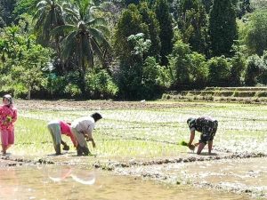 Babinsa Koramil 01/Rantau Pandan Dikerahkan Bantu Proses Tanam Padi