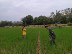 Babinsa Koramil 05/Muara Tebo Monitoring Padi Warga