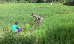 Babinsa Koramil 01/Rantau Pandan Monitoring Poktan Inti Jaya