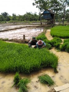 Babinsa Koramil 06/Muara Bungo, Bantu Petani Cabut Benih Siap Tanam