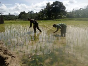Babinsa Koramil 01/Rantau Pandan Bantu Rawat Padi Petani