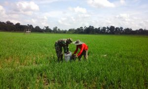 Babinsa Koramil 03/Sungai Bengkal Bantu Beri Pupuk Tanaman Padi