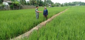 Babinsa Koramil 03/Sungai Bengkal Pantau Pertumbuhan Padi