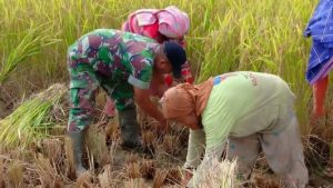 Babinsa Sertu Zainal Ikhwan Bantu Panen Padi