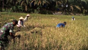Babinsa Koptu Mahfud, Turun ke Sawah Panen Padi