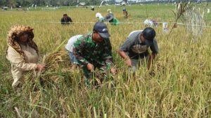 Babinsa Serma Momon, Bantu Petani Panen Padi