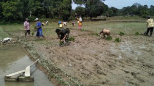 Terus Bergerak, Babinsa Koramil 01/Rantau Pandan Tanam Padi