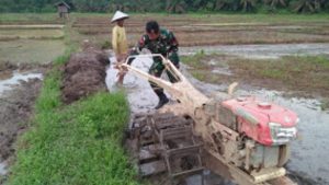 Babinsa Koramil 02/Tanah Tumbuh Bantu Bajak Sawah
